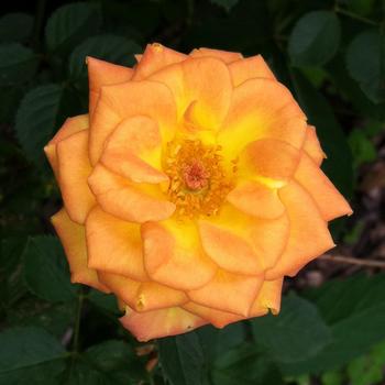 Rosa Sunrosa® 'Orange Delight'