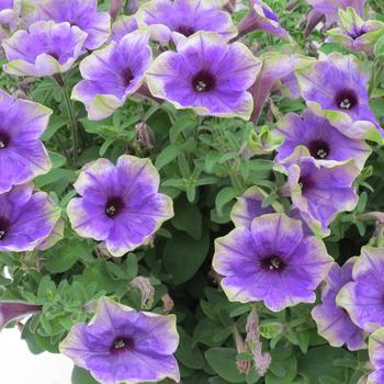 Petunia 'Blue with Green Edge' 