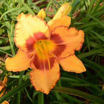 Hemerocallis 'All Fired Up' 