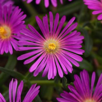 Delosperma 'Violet' 