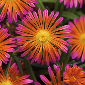 Delosperma Ocean Sunset™ 'Orange Glow'