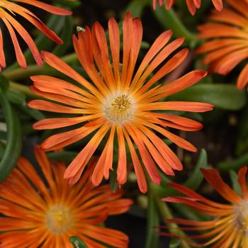 Delosperma Ocean Sunset™ 'Orange Vibe'