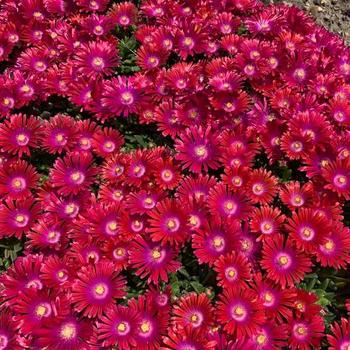 Delosperma floribundum