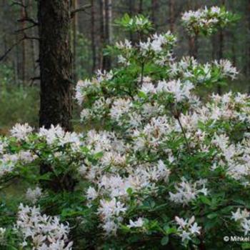 Rhododendron viscosum