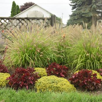 Pennisetum alopecuroides 'Lemon Squeeze' 