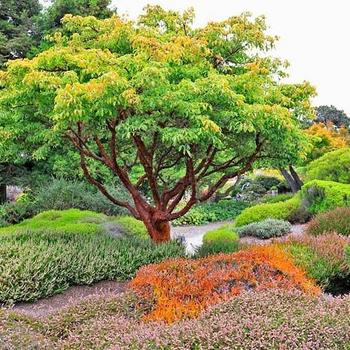 Acer griseum