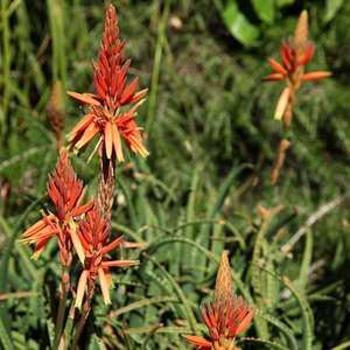 Aloe 'LEO 4120' 