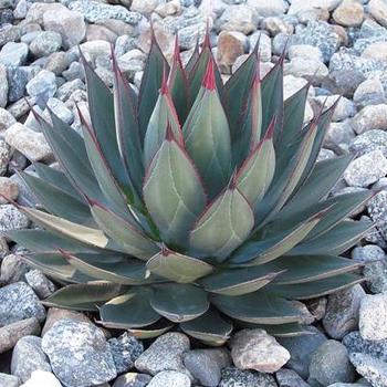 Agave 'Blue Emperor' 