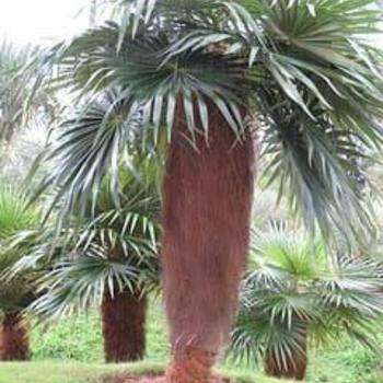 Coccothrinax crinita