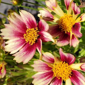 Coreopsis grandiflora 'Sunshine' 