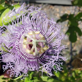 Passiflora x alato-caerulea (pfordi)