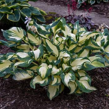 Hosta 'Hans'