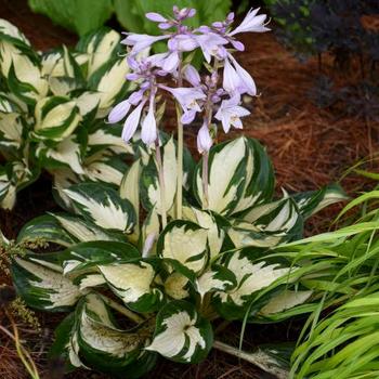 Hosta 'Fire and Ice'