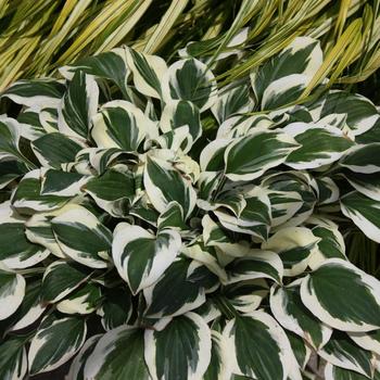 Hosta 'Diamonds are Forever' 