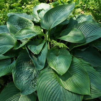 Hosta Shadowland® 'Empress Wu'