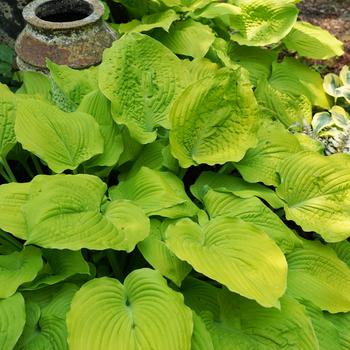 Hosta 'Coast to Coast' PP26469, Can 5335