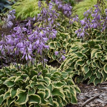 Hosta 'Wrinkle in Time'