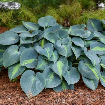 Hosta 'Touch of Class'