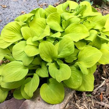 Hosta 'Sun Mouse'