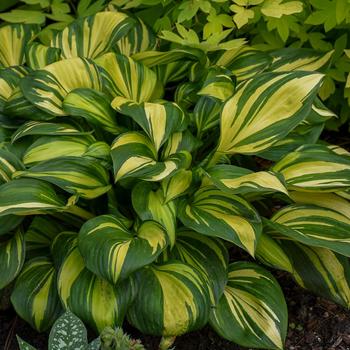 Hosta 'Rainbow's End' 