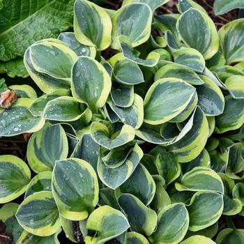Hosta 'Mighty Mouse' 
