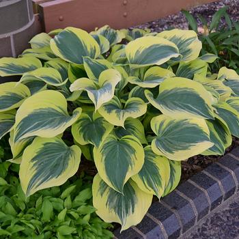 Hosta 'Liberty'