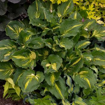 Hosta 'Lakeside Paisley Print' 