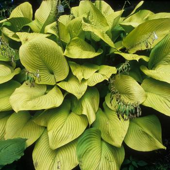 Hosta 'Key West' 