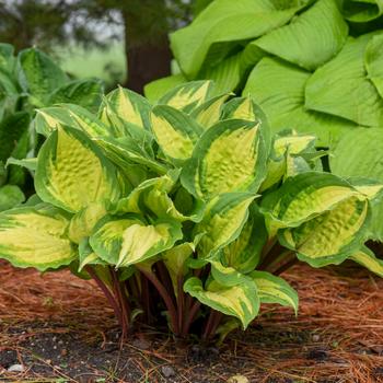 Hosta 'Island Breeze' PP27151