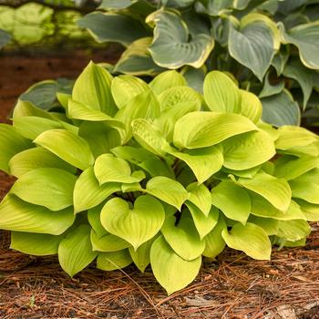 Hosta 'Fire Island'