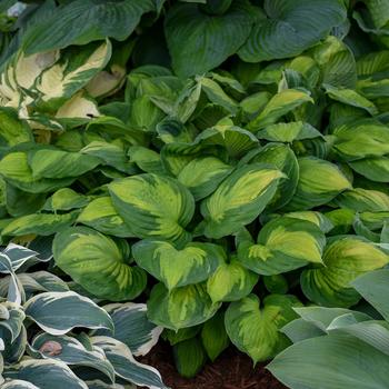 Hosta 'Captain Kirk'