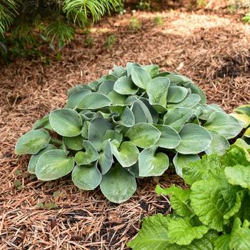 Hosta 'Blue Mouse Ears' 