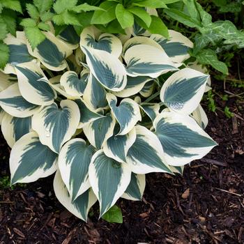 Hosta 'Blue Ivory'