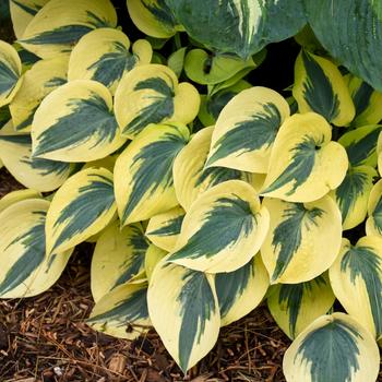 Hosta Shadowland® 'Autumn Frost'