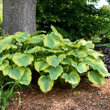 Hosta Shadowland® 'Seducer'