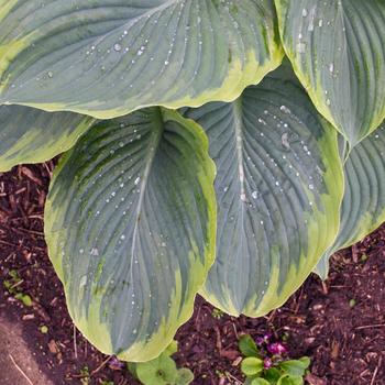 Hosta 'Wu-La-La' 