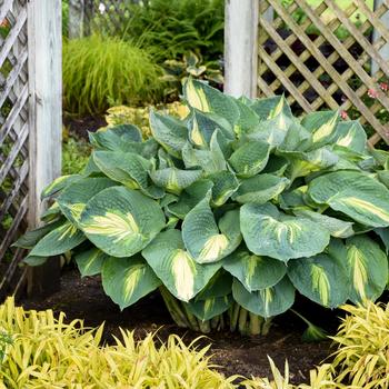 Hosta 'Hudson Bay' PP23598, Can 4947