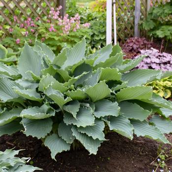 Hosta Shadowland® 'Diamond Lake'