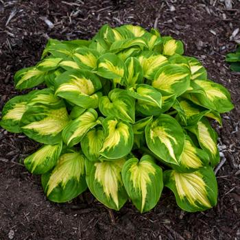 Hosta 'Etched Glass' PPAF