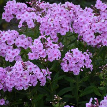 Phlox paniculata 'Uptown Girl' PP32287