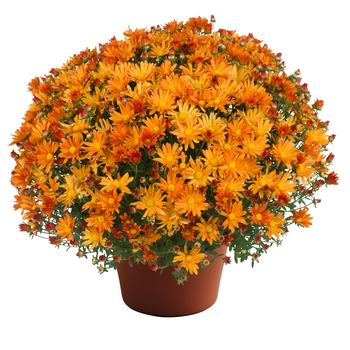 Chrysanthemum x morifolium 'Tracy™ Orange' 