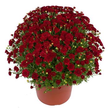 Chrysanthemum x morifolium 'Samantha™ Red' 