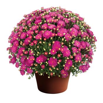 Chrysanthemum x morifolium 'Debbie™ Hot Pink'