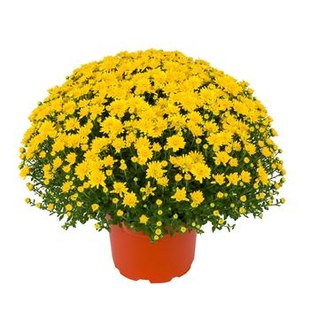 Chrysanthemum x morifolium 'Beverly™ Gold'