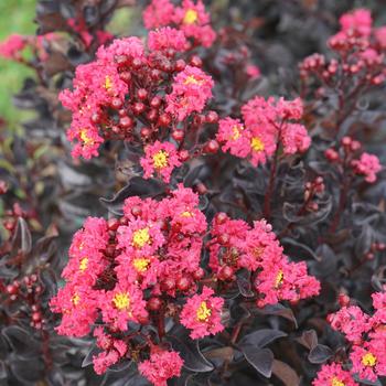Lagerstroemia indica Center Stage® 'Pink'