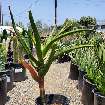 Aloe barberae (bainesii)