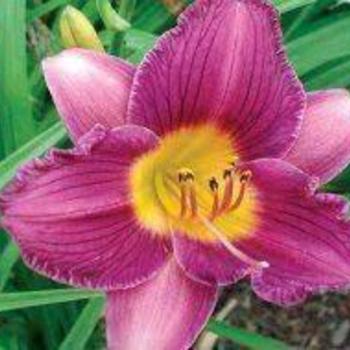 Hemerocallis 'Entrapment' 