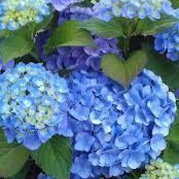 Hydrangea macrophylla 'Blue Heaven' PPAF