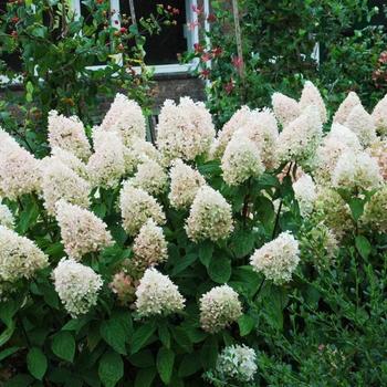 Hydrangea paniculata 'Bokrathirteen' PP21778