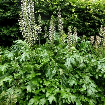 Acanthus mollis 'Oakleaf' 